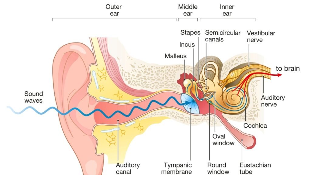 Ringing in the Ears: Causes and Solutions