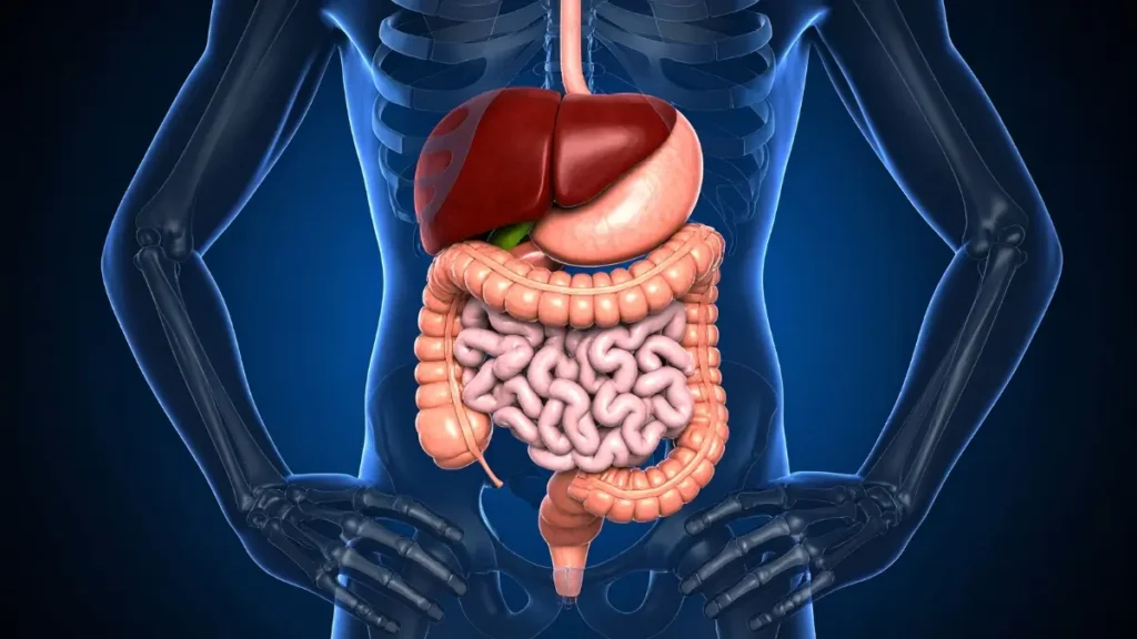 Digestive health concept image featuring probiotics, fiber intake, and natural bowel support strategies